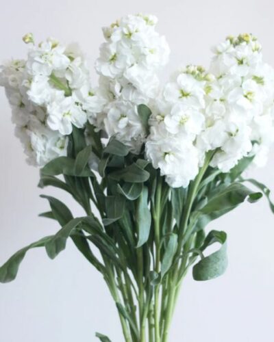 mathiola loose bouquet